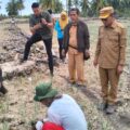 Diserang Hama Ulat, Puluhan Hektare Bawang Merah di Polman Terancam Gagal Panen