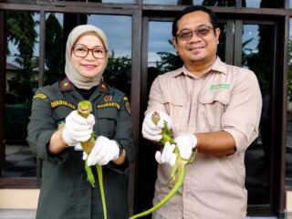 Bersinergi Wujudkan Pelindungan Maksimal Sumber Daya Alam, Barantin Serahkan Puluhan Reptil Hasil Penindakan