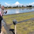 PPL Kawal Penyaluran Bibit Padi Bantuan Pemerintah di Polman
