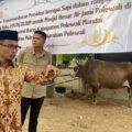 Sapi Kurban Presiden Berbobot 1 Ton Lebih Diserahkan di Polman, Jadi yang Terbesar di Sulbar