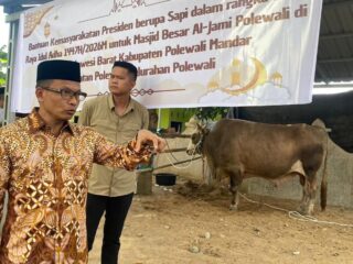 Sapi Kurban Presiden Berbobot 1 Ton Lebih Diserahkan di Polman, Jadi yang Terbesar di Sulbar