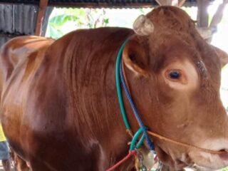 Polman Jadi Daerah Terbanyak Penyembelihan Hewan Kurban di Sulbar, Capai 1.506 Ekor