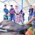 Iduladha 1447 H, Perumda Air Minum Makassar Sembelih 7 Ekor Sapi Kurban untuk Warga dan Panti Asuhan