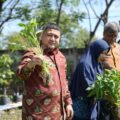 15 Titik Urban Farming Makassar Mulai Beroperasi, Pemkot Perkuat Ketahanan Pangan Perkotaan
