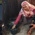 Panen Telur Bebek di Pulau Langkai, DP2 Makassar Dorong Ekonomi Produktif KWT